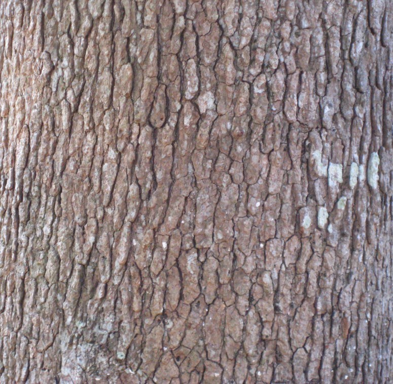 bark1