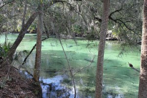 manatee