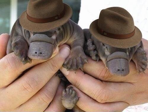 tumblr_mtzujjrLFa1sn75h6o1_500