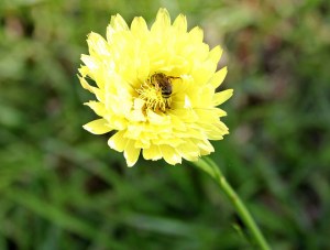 16883619834_4df4931141_z