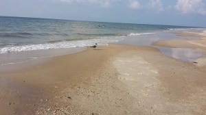 14482890275_47036b28ca_z