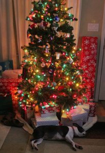 23982510315_805166cb3d_z