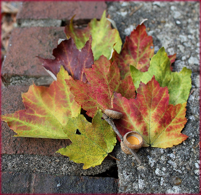 6296179003_219733e854_z